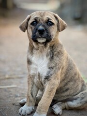 Obraz premium portrait of a dog