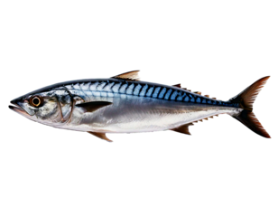 Fresh Spanish Mackerel Fish with Detailed Scales and Fins – Isolated on a White Transparent Background.

