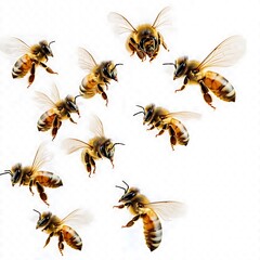 Honeybees in flight, white background
