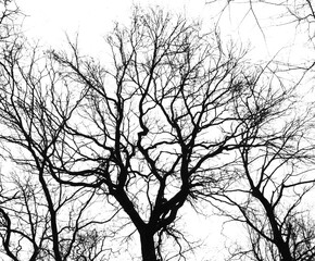Silhouette of bare tree branches against transparent background