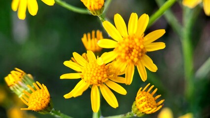 Bright yellow wildflowers bloom in a lush green meadow during springtime