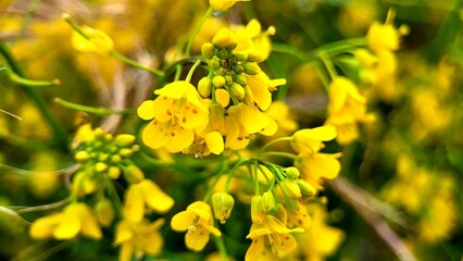 Vibrant clusters of yellow wildflowers add color to the lush green meadow, showcasing the beauty of spring. Bees hover around, enjoying the blossoms under the clear blue sky.