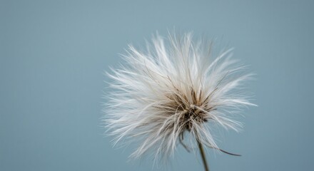 Close-up of Dandelion Seed Head with Delicate Fluffy Details Against Blue