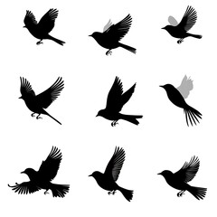 Obraz premium Nine Birds in Flight Silhouettes
