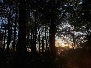 sunset in the forest