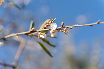 Obraz premium close-up of a branch of a blooming almond tree 