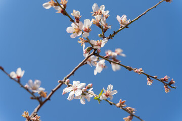 close-up of a branch of a blooming almond tree
