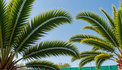 Fototapeta premium Close-up of waving palm leaves under a clear blue sky