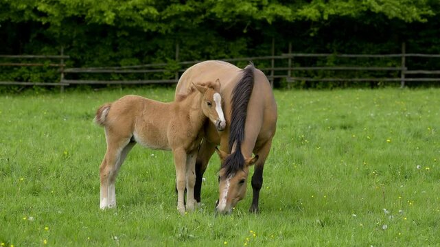 Pferd, Stute mit Fohlen auf der Weide