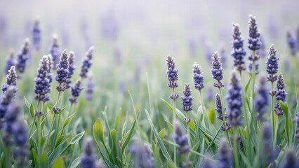 Fototapeta premium A misty meadow with soft lavender and green leaves scattered about, nature, leaf