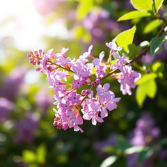 Fototapeta premium A single lilac branch with a few delicate purple flowers blooming in the sunlight, botanical garden, flowering branches, spring blooms