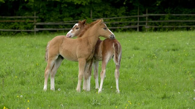 Zwei Fohlen auf der Weide