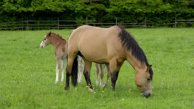 Pferd, Stute mit Fohlen auf der Weide