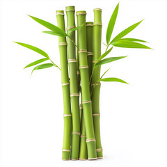 Bamboo 
