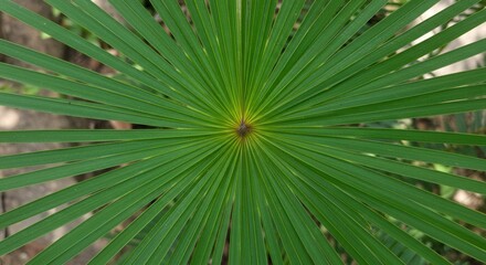 Close-up Green Palm Leaf with Radiating Pattern for Backgrounds and Textures