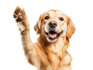 A golden retriever excitedly waves its paw in greeting, showcasing its friendly demeanor. The dog's fur shines beautifully in a bright setting, highlighting its playful nature.