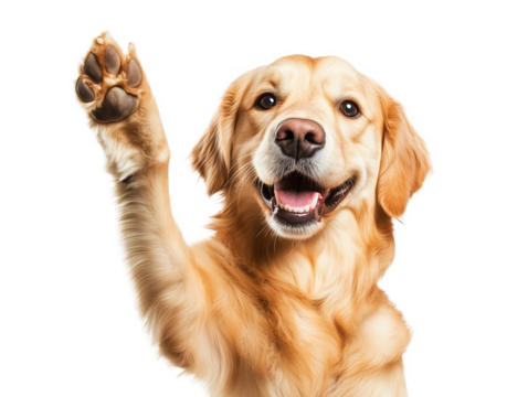 A golden retriever excitedly waves its paw in greeting, showcasing its friendly demeanor. The dog's fur shines beautifully in a bright setting, highlighting its playful nature.