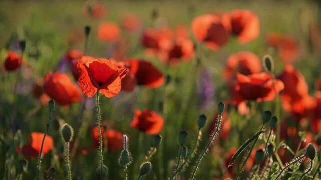 Mohnblumen im Feld, Sommer