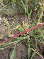 chenopodium album plant or Lambs quarters plant in the garden	