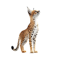 Fototapeta premium serval 3D render