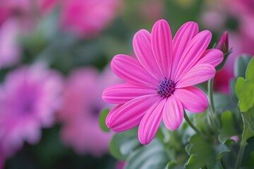 Obraz premium Purple Daisy's Blooming Beauty: A close-up captures a vibrant purple daisy in full bloom, showcasing its delicate petals and a bright center, while the soft.