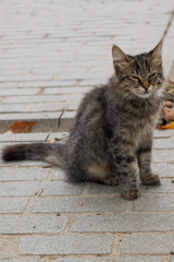 Fototapeta premium The cats of Istanbul 