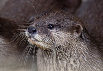 looking otter