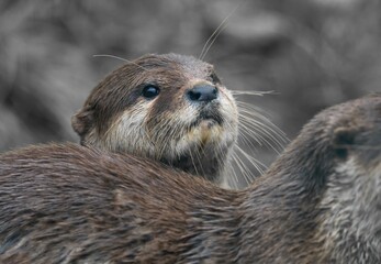 otter on the rocks