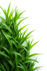 Fototapeta premium close-up of green grass isolated on a white background, stock photo.