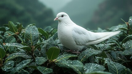 Obraz premium A white bird sitting on top of a lush green bush