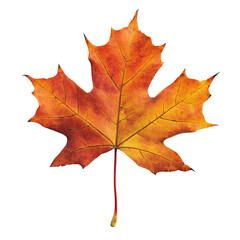 Obraz premium Vibrant autumn maple leaf isolated transparent background perfect for fall designs