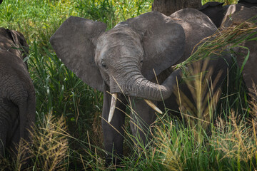 Ein junger Elefant hat einen Büschel Gras in seinem Rüssel, aufgenommen im Tarangire...