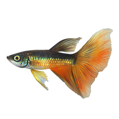 guppy fish 3D render