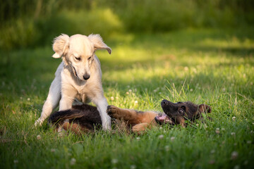 Dwa szczeniaki: golden retriever I owczarek niemiecki bawią się na trawie