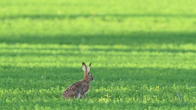 Hare Lepus europaeus standing on a green field, looking into the distance and running away. Slow motion