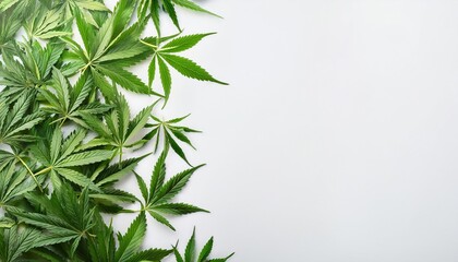 Fototapeta premium Fresh green cannabis leaves arranged artistically on a light background in a natural setting