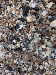 Sea shells on the beach backdrop