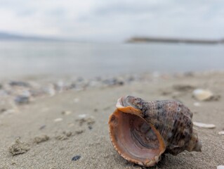 shell on the sand and sea on background