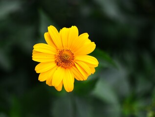 Yellow flower blossom closeup top view with nice blurry bokeh background.