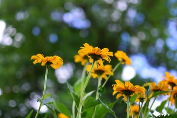 Yellow flowers are blooming in the summer nice blurry bokeh background. Yellow flower blossoms from ground view.