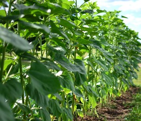 Sunflower plants growing in one row in countryside. Green plants fence.