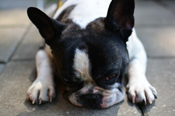Sadly looking black and white colour french bulldog is lying on a ground close up head view. Frenchie puts his nose on ground.