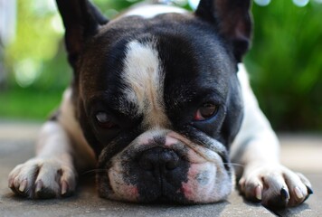 Sadly looking black and white colour french bulldog is lying on a ground close up head view. Frenchie puts his nose on ground.