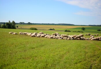 Fototapeta premium A herd of sheep calmly standing and lying in the field in the sunny day. A lot of sheep are grazing in the pasture. Animals herd lazy grazing outside.