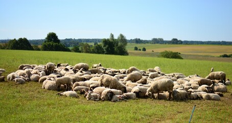 A herd of sheep calmly standing and lying in the field in the sunny day. A lot of sheep are grazing...