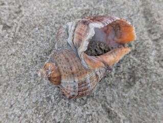 Seashell on sand