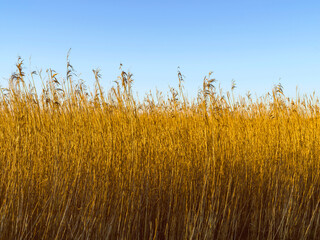Reeds with evening sunlight creating a beautiful golden background