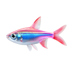 Fototapeta premium neon tetra fish 3D render
