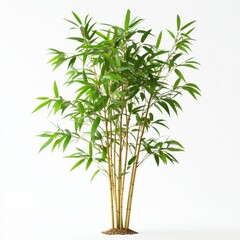 Fototapeta premium A lush bamboo plant with slender stalks and vibrant green leaves, symbolizing resilience and tranquility.