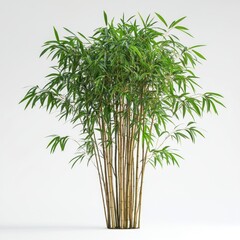Fototapeta premium A lush bamboo plant with slender stalks and vibrant green leaves, creating a serene and natural aesthetic.